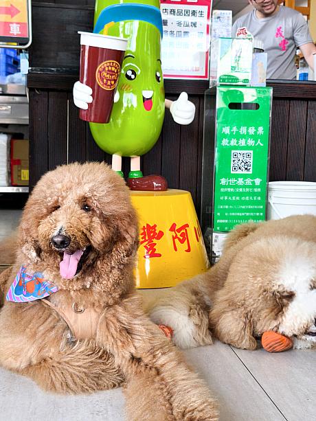 冬瓜ジュースのお店「義豐阿川冬瓜茶」に立ち寄ったら、かわいい先客が。おりこうさんでジュースのできあがりを待っていたワンちゃんにほっこり♡どんどん人が集まってきて、「看板犬で雇わなくっちゃ～！」と店主。