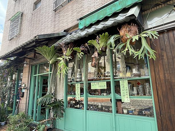 陶器よりも外観に飾られているたくさんの凛々しいビカクシダに目を奪われました