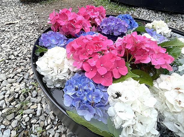 水に浮かぶ、青、白、ピンク、紫のアジサイたち。こんなのが家の庭に飾られてたら毎日ハッピーな気分になるだろうなぁと思ってみたり