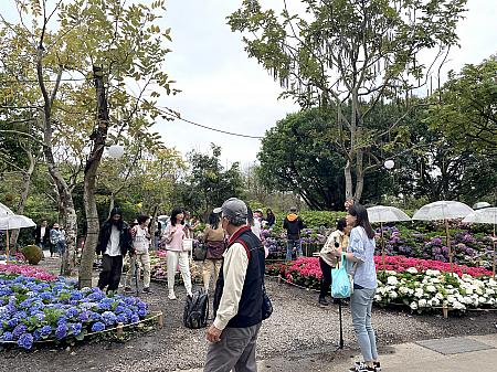 さらに奥に行ってみると大安森林公園のちょうど真ん中くらいに人だかりが！どうもメインはこちらのようです。平日の昼間だというのにこんなにもたくさんの人々が花の鑑賞に訪れています。外国人観光客などは一切見かけずおそらく地元の人か、その方が友人を誘って訪れた感じでした。しかも年齢層がかなり高く、年配の人が多かったです