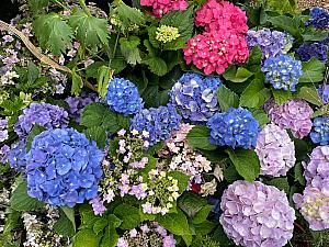 ありました、ありました！色とりどりのアジサイが！ほかの花とも交じったりしながら元気に空へ向かって咲いています♪