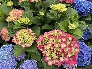 ありました、ありました！色とりどりのアジサイが！ほかの花とも交じったりしながら元気に空へ向かって咲いています♪