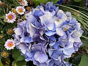 ありました、ありました！色とりどりのアジサイが！ほかの花とも交じったりしながら元気に空へ向かって咲いています♪