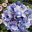 【台北観光】大安森林公園で春の花さんぽ！繡球花(紫陽花/アジサイ)＆杜鵑花(ツツジ)を楽しめる春限定イベントに行ってきました 繡球花 紫陽花 杜鵑花 ツツジ大安森林公園