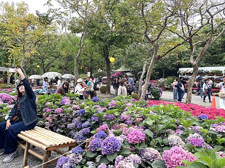 さらに奥に行ってみると大安森林公園のちょうど真ん中くらいに人だかりが！どうもメインはこちらのようです。平日の昼間だというのにこんなにもたくさんの人々が花の鑑賞に訪れています。外国人観光客などは一切見かけずおそらく地元の人か、その方が友人を誘って訪れた感じでした。しかも年齢層がかなり高く、年配の人が多かったです