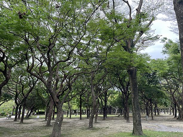 一体アジサイはどこにあるんだろうと探しつつ道を進んでいき、リスにも出会わないかなと探していたのですが、ナビが出会ったのは気持ちよさそうに寝ているおじさん(笑)