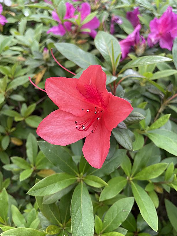 中には朱色があり、この色は珍しいなぁと思って見ていました。数も他の色と比べるとかなり少なく両手で数えられるほどしかありませんでした