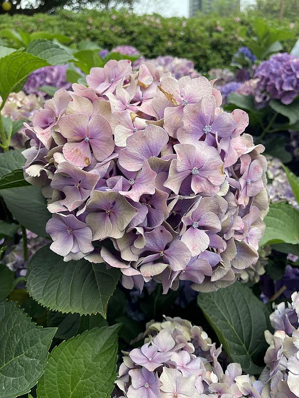 アジサイがある範囲としてはそんな広くはなくこぢんまりとしていましたが、十分見応えがあり、映え写真が撮れるイベントでした