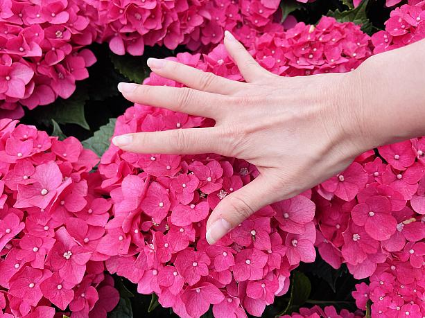 手よりも大きいアジサイも本当に鮮やかな発色でうつくしい！このカラーにも咲き誇り方にもうっとりします