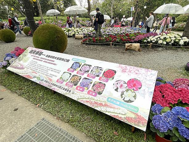 アジサイが密集している場所の係の方によると、今年は6回目で開催は3/31までですが、毎年開催されているそう。気づいたのがギリギリでごめんなさ－い。お花が好きな人にぜひ立ち寄ってほしいスポットです！！