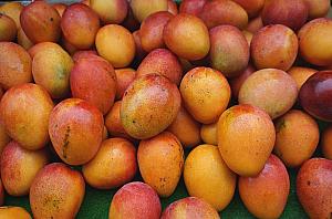 店頭に並ぶマンゴー