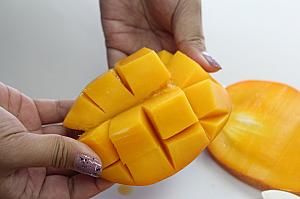 花咲きマンゴー