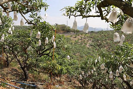 生産の段階から1つずつ袋をかぶせて大切に育てられるマンゴー