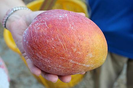 まだブルームのある採り立てマンゴー