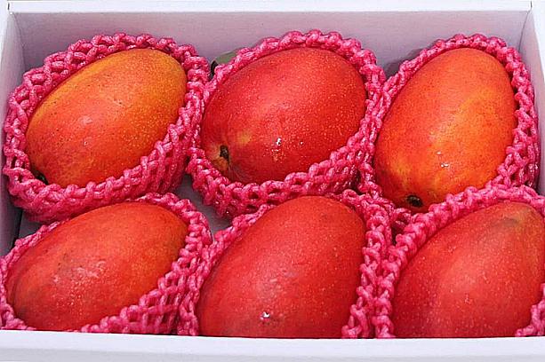 台湾直送マンゴーは箱入り高級フルーツ仕様