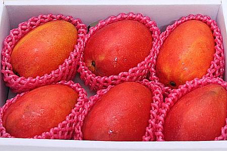 大玉揃いの台湾アップルマンゴー