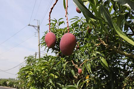 生産の段階から1つずつ袋をかぶせて大切に育てられるマンゴー