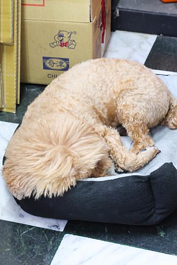 ちなみにナビが訪れた日は、看板犬はまだ居眠り中でした。お顔を拝見できなかったのが残念だワン！