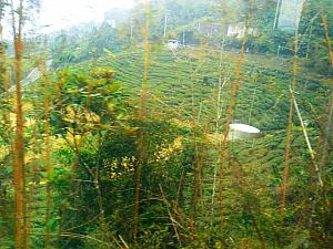 上手に撮影できていませんが、車窓はこんな感じ