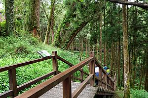 【台湾観光】「阿里山林業鐵路(阿里山林業鉄道)」に乗ってみた！予約の裏技から世界三大登山鉄道の魅力までレポート 阿里山 阿里山森林鉄路 世界三大登山鉄道 日本統治時代 歴史 奮起湖 車窓 スイッチバック式巨木