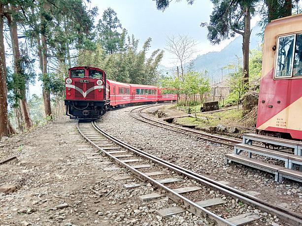【台湾観光】「阿里山林業鐵路(阿里山林業鉄道)」に乗ってみた！予約の裏技から世界三大登山鉄道の魅力までレポート 阿里山 阿里山森林鉄路 世界三大登山鉄道 日本統治時代 歴史 奮起湖 車窓 スイッチバック式巨木