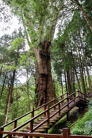 神木はパワースポット！歩くだけで力がみなぎる「阿里山國家森林遊樂區」は絶対に楽しみたい！