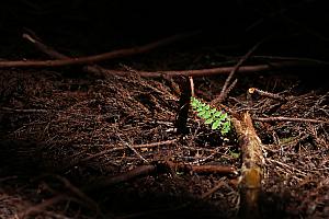 マイナスイオンを一生分チャージできそうな「阿里山國家森林遊樂區」