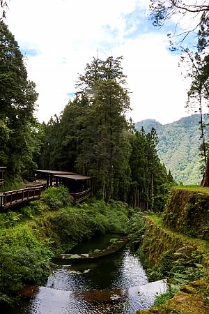 神木はパワースポット！歩くだけで力がみなぎる「阿里山國家森林遊樂區」は絶対に楽しみたい！