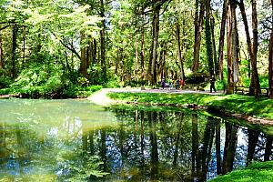 マイナスイオンを一生分チャージできそうな「阿里山國家森林遊樂區」