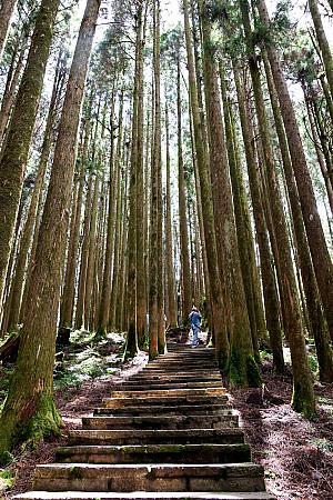 神木はパワースポット！歩くだけで力がみなぎる「阿里山國家森林遊樂區」は絶対に楽しみたい！