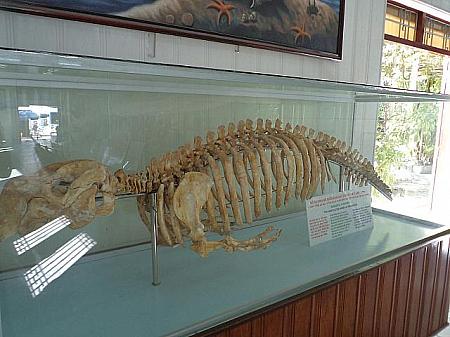 ジュゴンの骨の標本