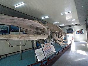 クジラの骨の標本