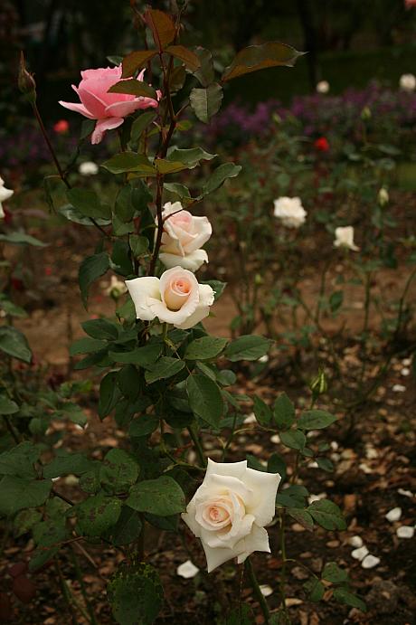 こちらはダラット名産の薔薇。