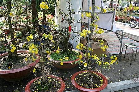 満開はまだこれから。黄色の花HoaMaiホアマイは、南部梅の花。

