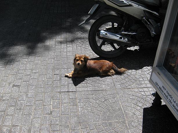 看板犬もいますー！