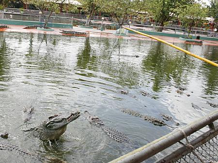 スイティエン公園でワニを釣ろう！ 遊ぶ 遊園地 公園 Suoi Tien Theme Parkテーマパーク