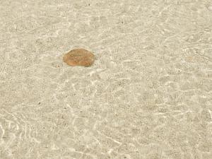 澄んだ海水にはナゾの生物