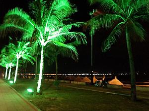 椰子の木もライトアップされています