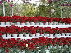 赤いバラは女性に贈る花の代名詞。大切な人にダラットの地で贈ってみてはいかがですか。