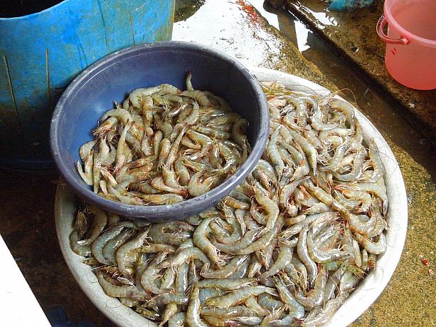 新鮮な魚介ばかりです