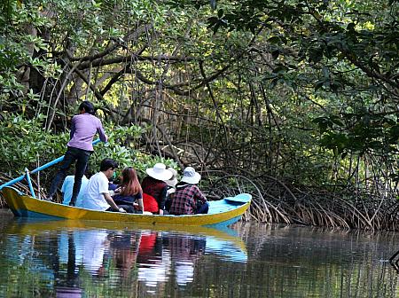 マングローブの森を小舟で周遊