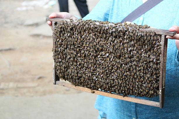 養蜂場も。蜂蜜はベトナムの名物です