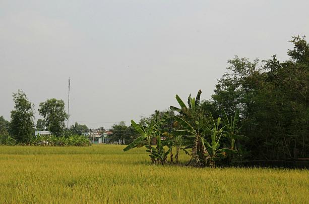 辺り一帯田園風景