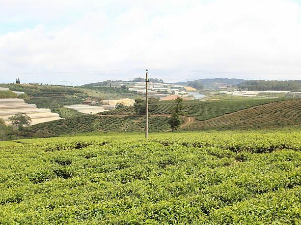 茶畑の見学も可。ダラット産は高品質と評判ですよ