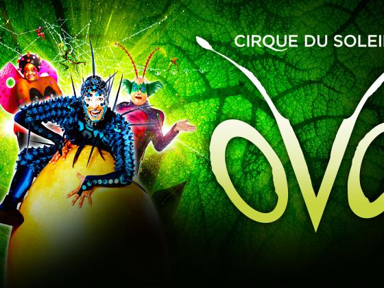 ロイヤルアルバート ホールでシルク ドゥ ソレイユの Ovo 上演中 ロンドンナビ ロイヤルアルバート ホールでシルク ドゥ ソレイユの Ovo 上演中 ロンドンナビ
