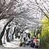 ソウルでお花見したい！ソウルの桜スポット、ベスト７＋春の花スポット！