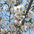 写真で見るソウルの桜と春の花～２００９年編！