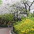 写真で見るソウルの桜と春の花～２０１２年編！