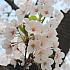 写真で見るソウルの桜と春の花～２０１３年編