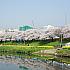 写真で見る釜山の桜～2014年編～